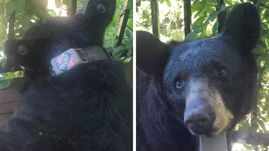 Urso preto é visto na Carolina do Norte (EUA) com adesivo "Trump 2020" em coleira de monitoramento - Reprodução/Facebook/Help Asheville Bears