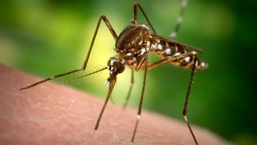 Objetivo da medida é reduzir a população do mosquito Aedes aegypti - Getty Images