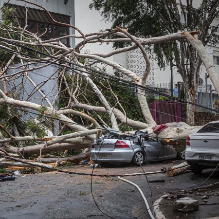 Árvore caiu sobre carro e matou uma mulher na Vila Mariana, zona sul de São Paulo - TABA BENEDICTO/ESTADÃO CONTEÚDO