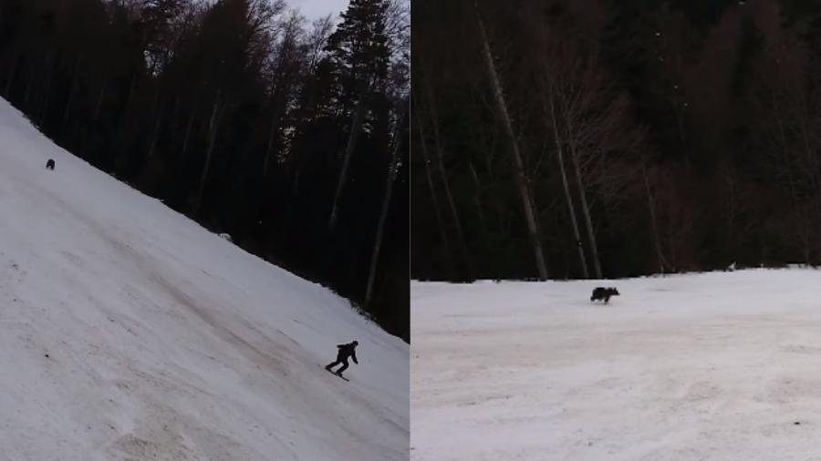 Urso-pardo persegue esquiador em resort em Predeal, na Romênia - Reprodução/ABC News Romênia/Facebook
