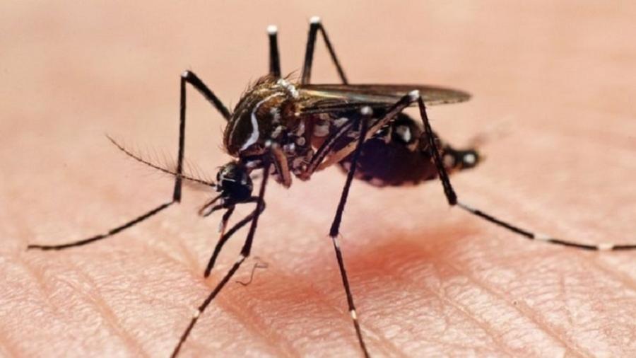 O mosquito Aedes aegypti é o principal transmissor de dengue, zika e chikungunya em regiões urbanas do Brasil - JOAO PAULO BURINI/GETTY IMAGES