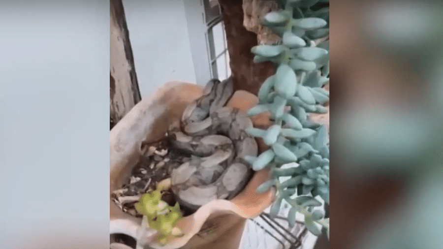 Jiboia é vista em vaso de plantas em Bonito (MS) - Reprodução de vídeo