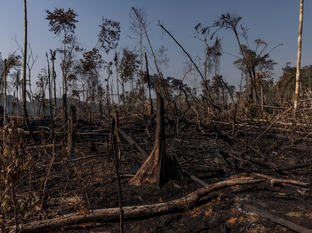 Savanização da Amazônia vai gerar calor extremo para 11 milhões, diz estudo