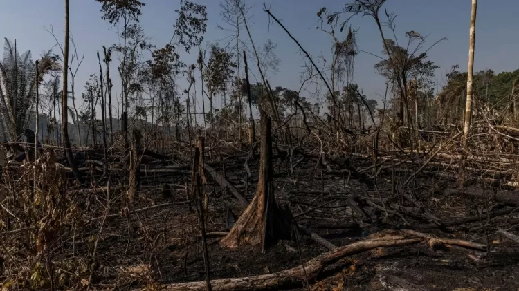 Incêndio florestal e desmatamento na Amazônia visando a expansão da pecuária, em Candeias do Jamari (RO) - Victor Moriyama/Amazônia em Chamas - Victor Moriyama/Amazônia em Chamas