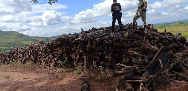 MA: PF apreende de armas a motosserras usadas para desmatar terra indígena