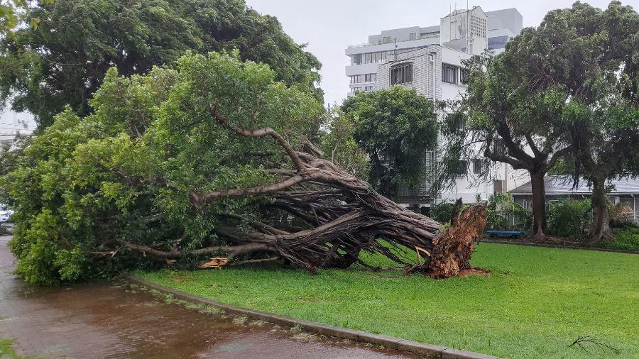 Uma árvore tombada após ser arrancada por ventos fortes trazidos pelo tufão Khanun na cidade de Naha, província de Okinawa