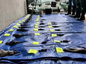 Chuvas no RS: Defensoria cobra R$ 50 mi da Cobasi após morte de 40 animais