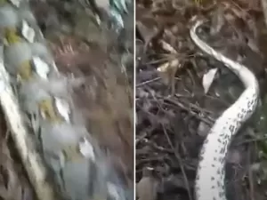 Corpo de mulher é encontrado no estômago de serpente na Indonésia
