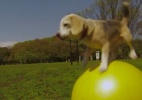 Cachorrinha esperta bate recorde ao rolar 10 metros sobre bola - Reprodução