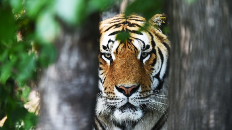 Kangxei teria caçado mais de 60 tigres -- e seria um fã de comer os testículos do animal