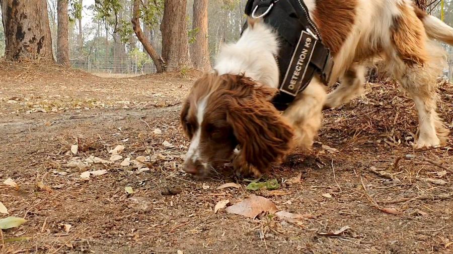 2.nov.2019 - Taylor, uma cadela que detecta coalas, participa ativamente dos trabalhos de socorro desses animais durante os incêndios florestais na Austrália - Tate Animal Training Enterprises