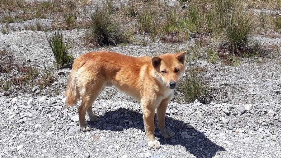 Cão cantor, considerado extinto há 50 anos, foi encontrado na Indonésia - Reprodução/New Guinea Highland Wild Dog Foundation