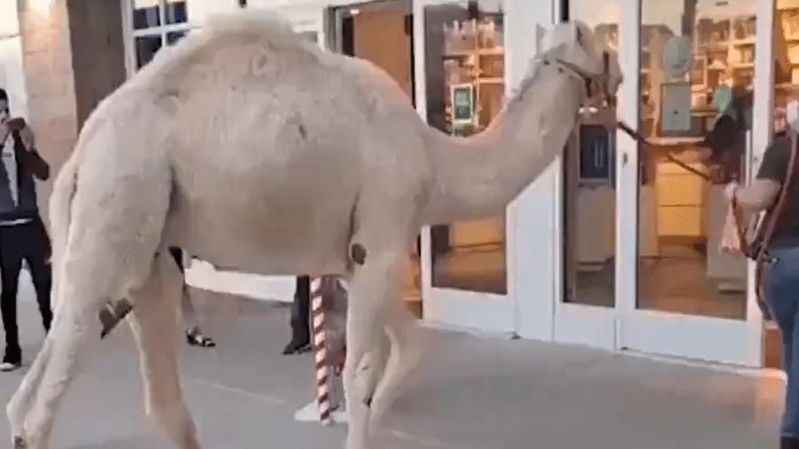 Mulher levava o camelo naturalmente pela guia e surpreendeu lojista - Reprodução/Twitter/USA Today