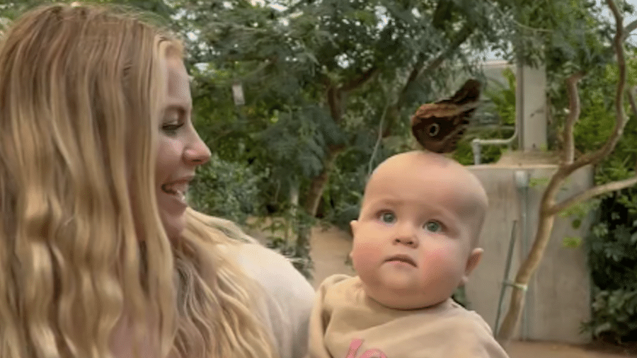 A família estava visitando uma estufa de plantas quando a borboleta pousou na cabeça da menina e não quis mais sair - Reprodução/Instagram