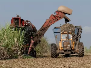 Safra de cana pode ser 3,8% menor, mas com recorde na produção de açúcar