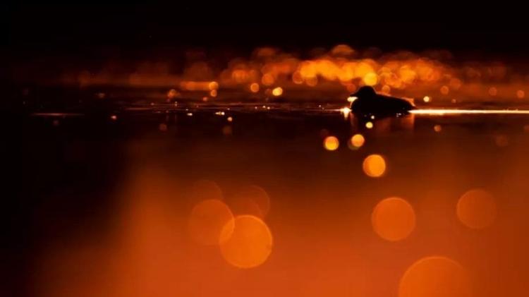 Crested Swamp - MAKSYMILIAN PACZKOWSKI / NATURE TTL - MAKSYMILIAN PACZKOWSKI / NATURE TTL