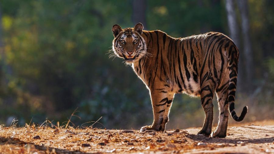 Imagem ilustrativa - Tigre foi capturado por indianos após uma semana de buscas - Getty Images