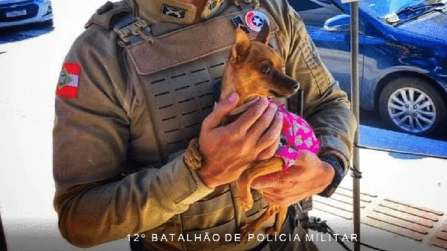 Cachorro foi achado preso em um carro estacionado sob sol forte na Avenida Normando Tedesco em Balneário Camboriú (SC) - Reprodução/Instagram/@pmscbalneariocamboriu12bpm