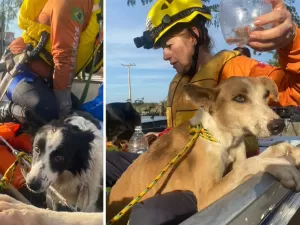 ONGs e voluntários resgatam mais de 2 mil animais em enchentes no RS 