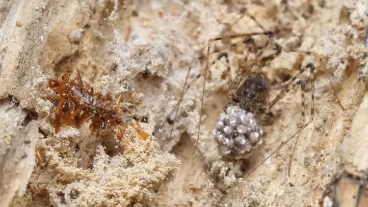 Uma lagarta coletora de ossos ao lado de uma aranha não nativa e seu saco de ovos Uma lagarta coletora de ossos ao lado de uma aranha não nativa e seu saco de ovos