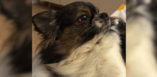 Chihuahua morre após ataque de pitbull em SP