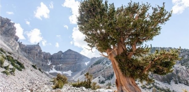 O pinheiro de bristlecone, da Grande Bacia, foi descoberto no oeste dos Estados Unidos - Getty Images