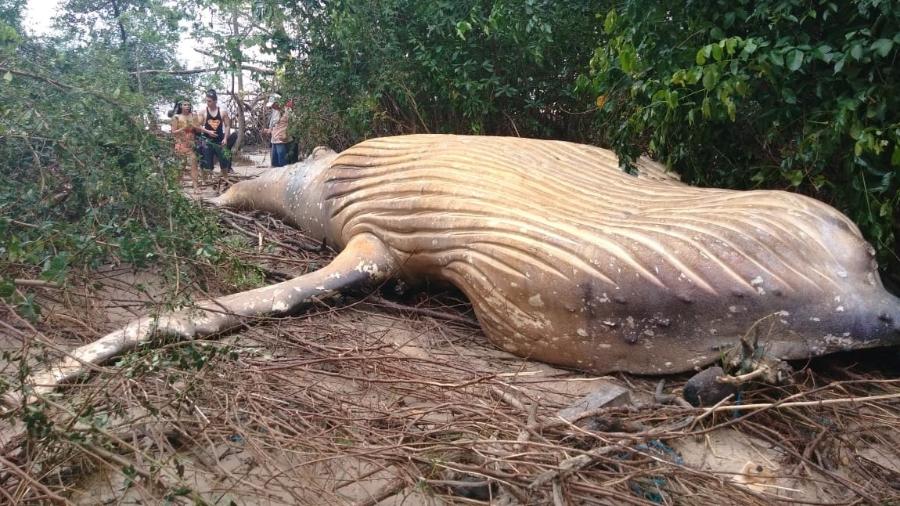 Baleia jubarte é encontrada morta em área de mata no Pará - Divulgação/Acervo Instituto Bicho D"água