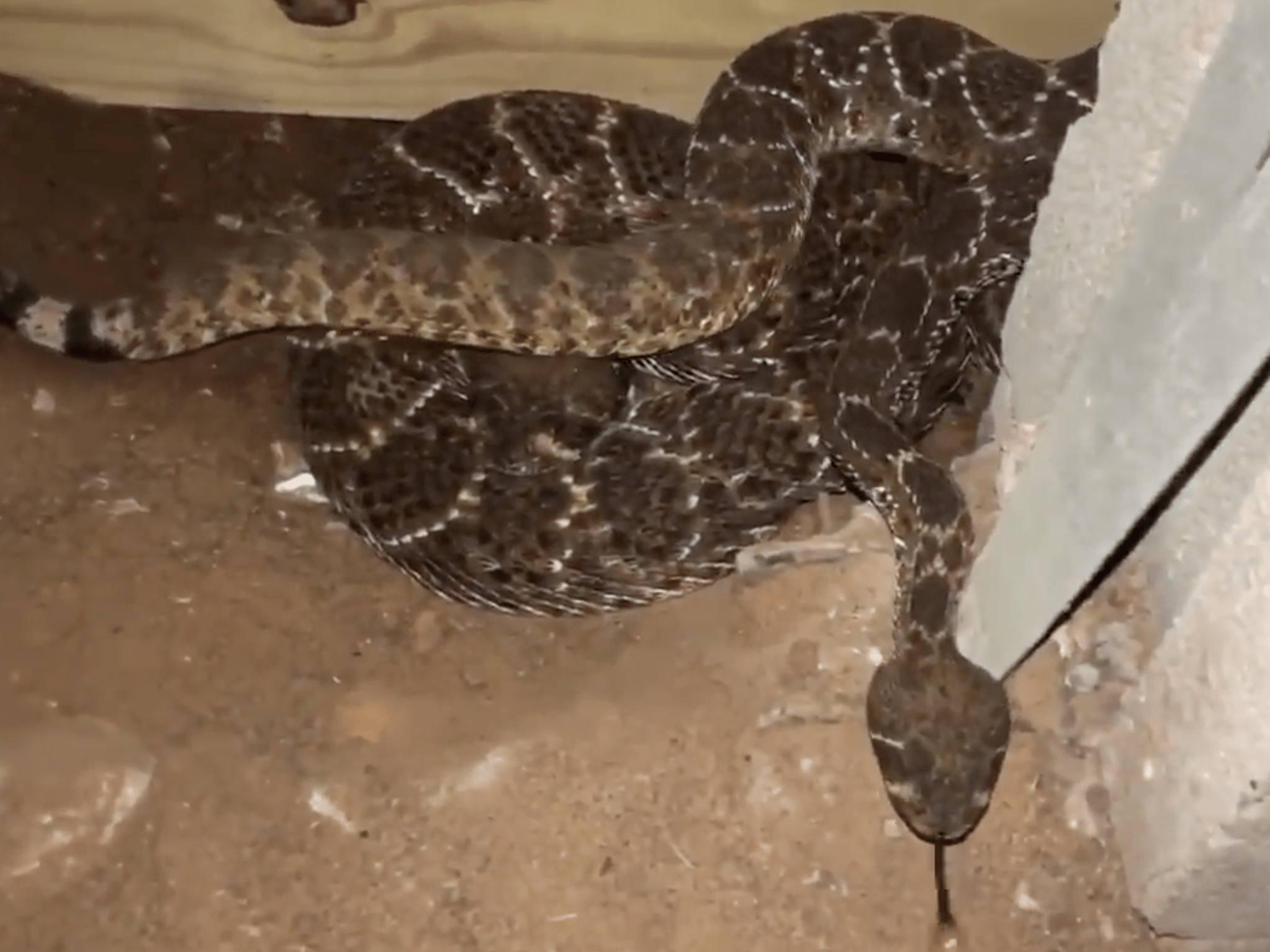 Cobras exóticas dos EUA são encontradas em casa no interior de SP