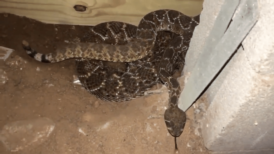 Uma das 45 cobras retiradas de uma casa em Albany, no Texas (EUA) - Big Country Snake Removal