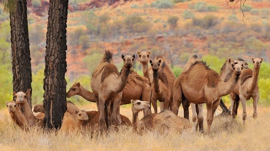 O que se considera como o grupo de "camelos selvagens australianos" também inclui dromedários - Getty Images
