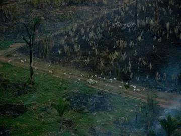 Carlos Nobre: Floresta em pé lucra 7 vezes mais que gado e emprega 40 vezes mais que soja