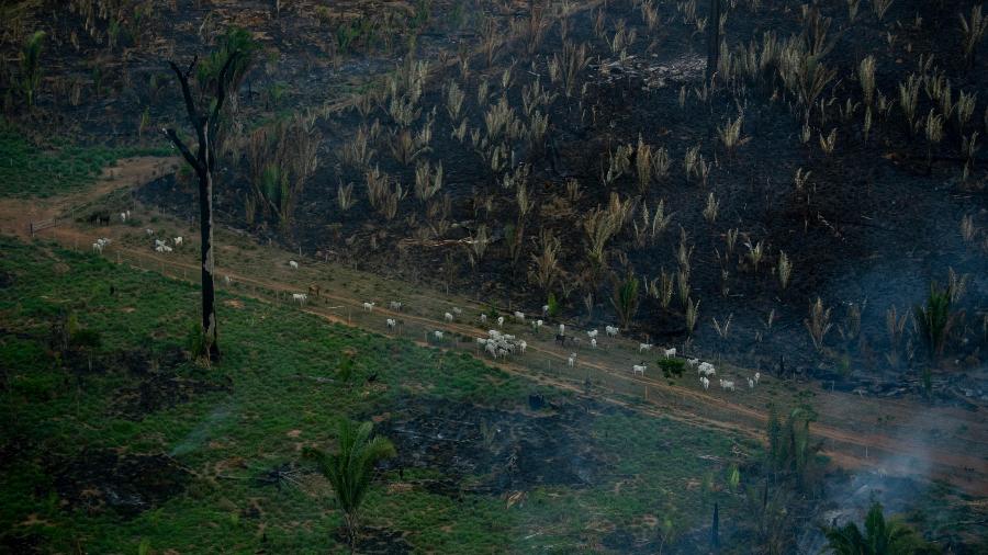 Gado é visto perto de um incêndio ilegal na Amazônia