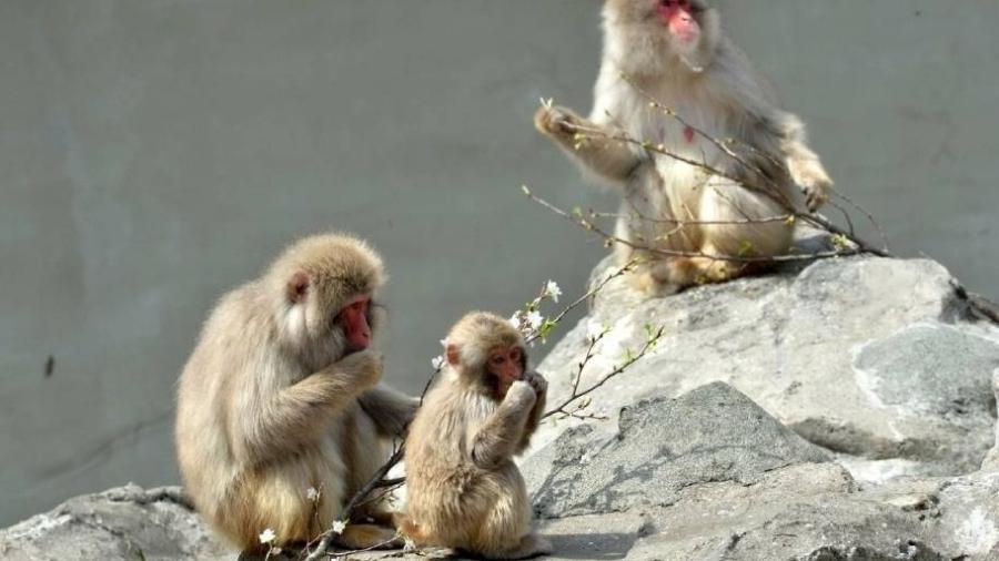 Macacos são comuns no arquipélago japonês e ataques a humanos eram raros, mas tudo mudou desde o início deste mês - YOSHIKAZU TSUNO/AFP