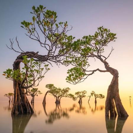 Mangroves and Landscapes Category Winner: Dancing Trees Walakiri, by Loïc Dupuis, Indonesia - LOÏC DUPUIS - LOÏC DUPUIS