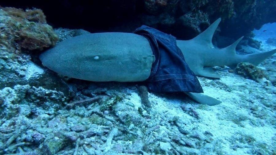 Mergulhadores registraram imagens de um tubarão-lixa preso à saia feminina  - Reprodução/Facebook