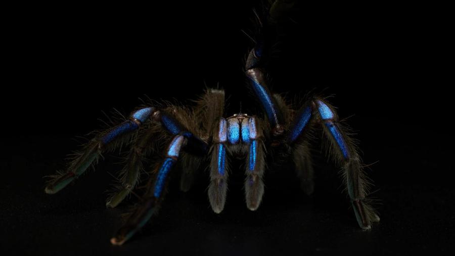 Nova aranha foi encontrada em área de mangue no sul da Tailândia