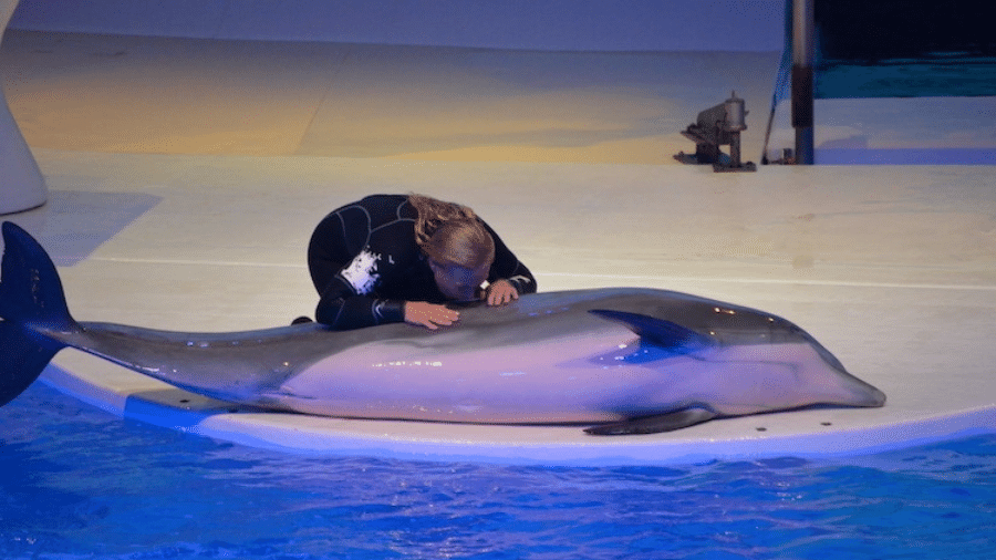 Após o acidente, o zoológico Kolmården, na Suécia, conta com 11 golfinhos