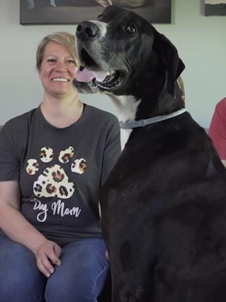 Kevin, cão considerado o mais alto do mundo, morre nos EUA Kevin, cão considerado o mais alto do mundo, morre nos EUA