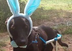 Na Páscoa, canil transforma cães em coelhinhos para incentivar adoção - Facebook/Reprodução