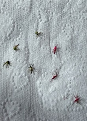 Aedes aegypti coloridos foram soltos em Piracicaba - Angela Cristina Toledo/Arquivo Pessoal