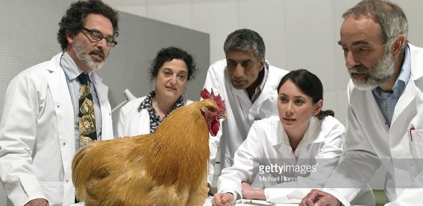 Que cientista já não encarou uma galinha, não é mesmo? - Reprodução/Getty Images