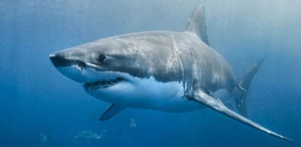 "O primeiro tubarão em que fizemos necropsia tinha cinco metros de comprimento e pesava 1,1 tonelada", disse a bióloga  - Getty Image