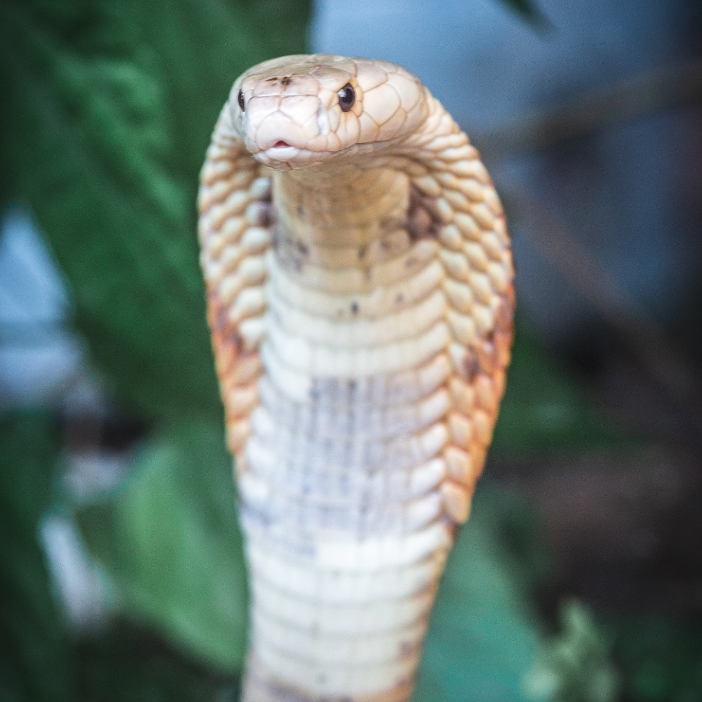 Sem soro no Brasil, serpente apreendida no Distrito Federal pode ser  sacrificada, Brasil