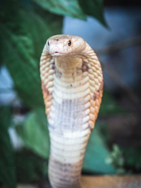 Naja que picou estudante em Brasília ganha ensaio fotográfico no zoológico - Ivan Mattos/Zoológico de Brasília