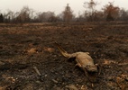 Incêndios no Pantanal causam devastação, matam animais e emitem alerta climático - Amanda Perobelli/Reuters