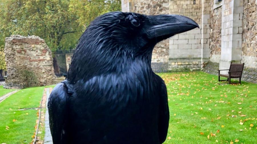 A Corvo Merlina desapareceu da Torre de Londres, segundo a equipe do local  - Reprodução/Twitter/@TowerOfLondon