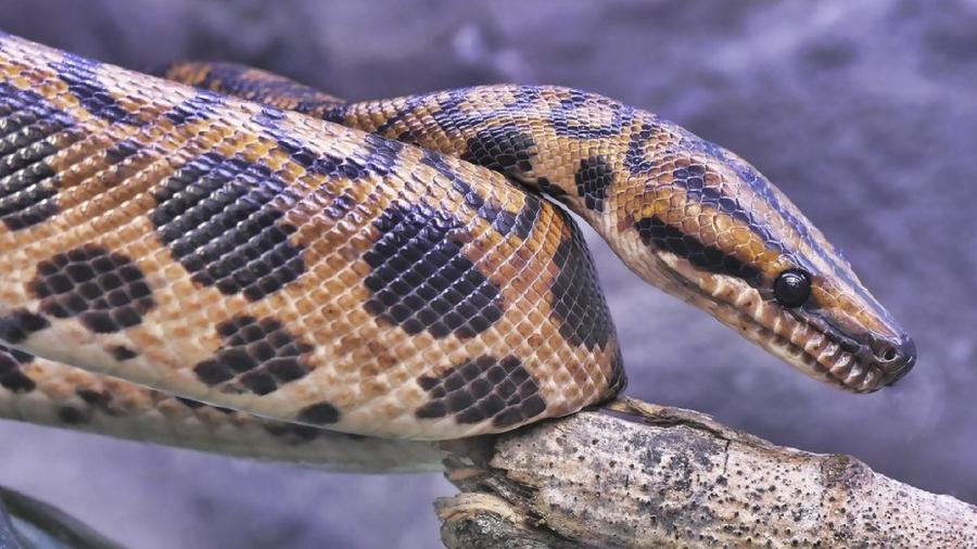 As cobras conseguiram se adaptar à vida em todos os continentes, com exceção da Antártida; na foto, uma jiboia-vermelha - Getty Images