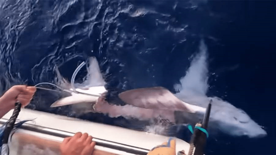 Tubarão sendo capturado pelo grupo de pescadores -  Sammy Hitzke Fishing/YouTube