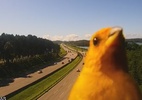 Sinal de sorte? Canarinho aparece em câmeras de rodovia de SP - Ecovias/Reprodução de vídeo