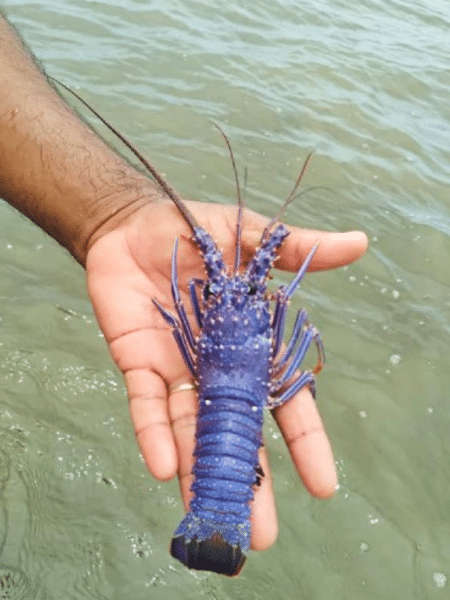 Pescador mostra lagosta azul em Maragogi, no Alagoas - Reprodução